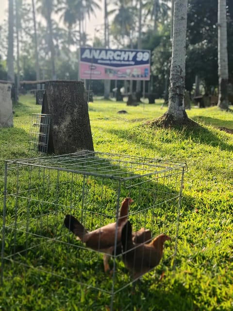Photo 4 of 4 from EARLY BIRD Gamefarm's post