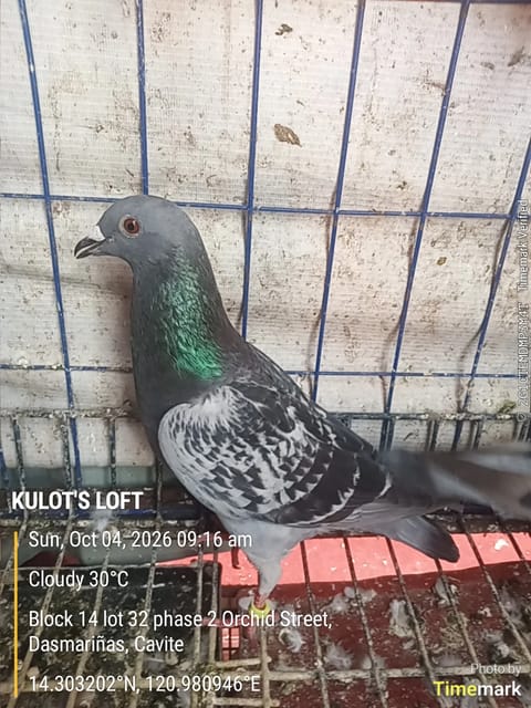 Photo 2 of 5 from LOT$EXOTIC'$'s post