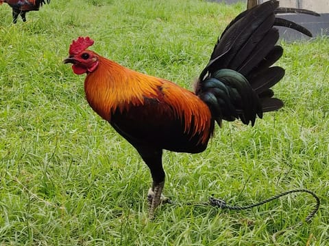 Photo from Manok Ni Hamog's post
