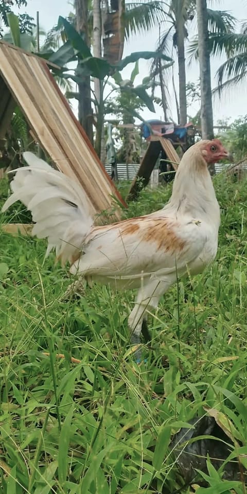 Photo 3 of 7 from SPIDER GAMEFARM's post
