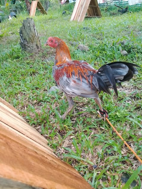Photo 4 of 7 from SPIDER GAMEFARM's post