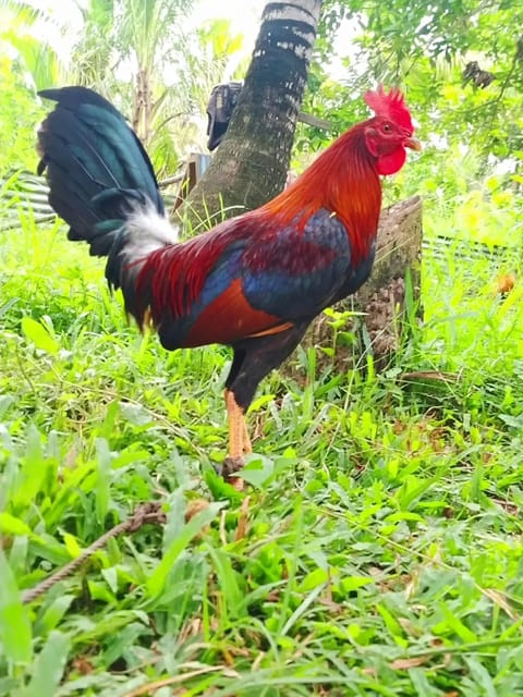 Photo from SPIDER GAMEFARM's post