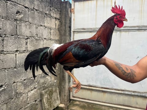 Photo 2 of 3 from Mark Turla Gamefowl's post