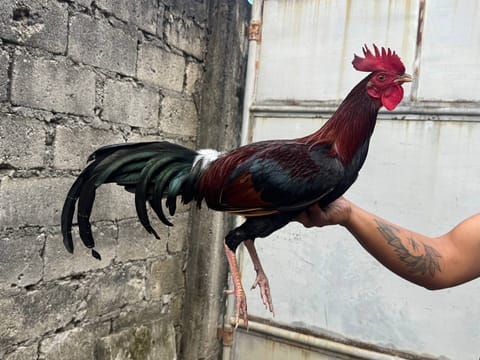 Photo 3 of 3 from Mark Turla Gamefowl's post