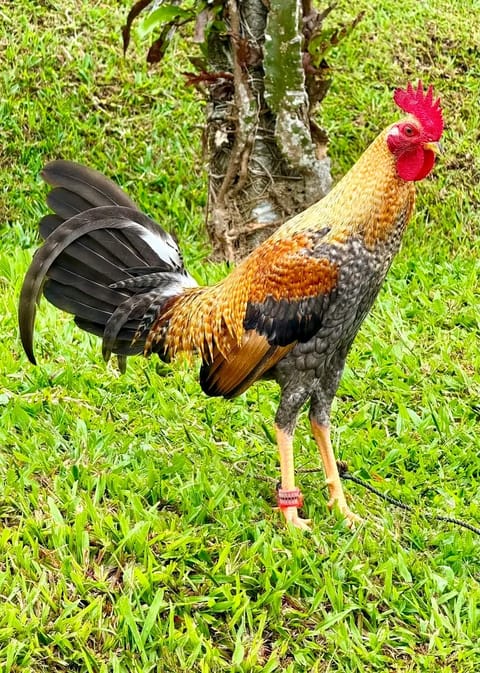 Photo from CDC GAME FARM's post