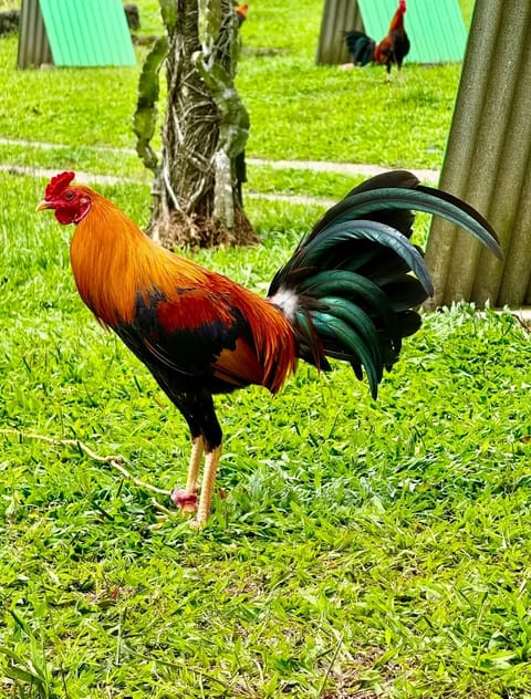 Photo from CDC GAME FARM's post