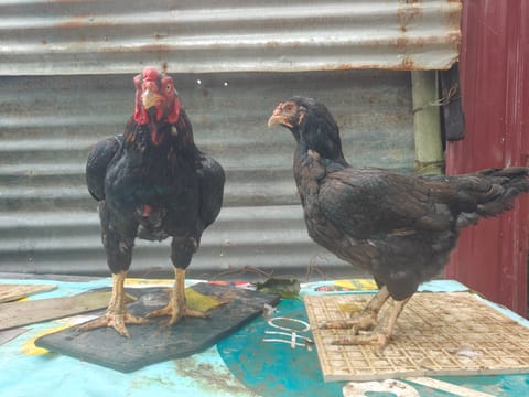 Photo 1 of 3 from WBC Wendell's Backyard's post