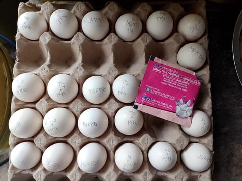 Photo from KALAHI Gamefowl's post