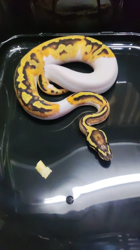 Photo from Jacob ball pythons's post