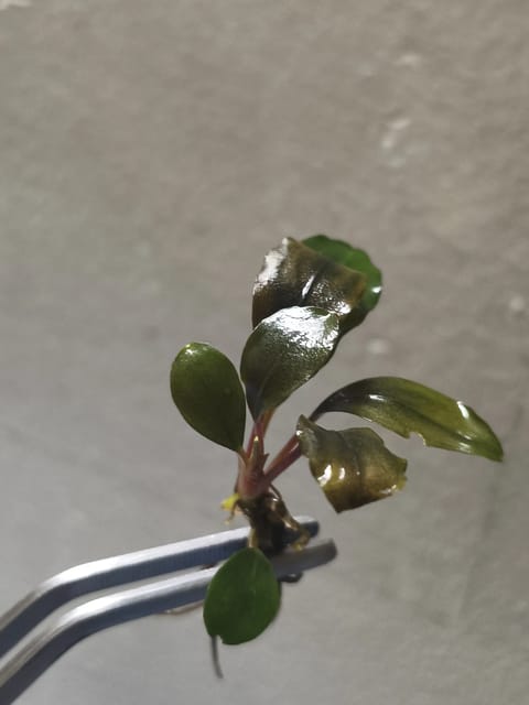 Photo from Fish Breeder's Hub's post