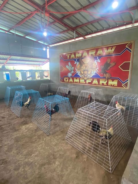 Photo from TAMARAW GAMEFOWLS's post