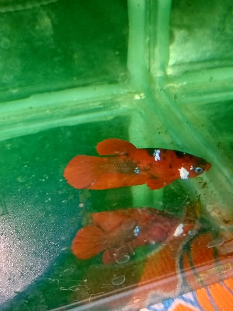 Photo 1 of 2 from Peewee Seemonia's post