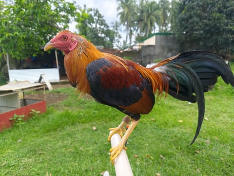 Photo from AML Gamefarm's post