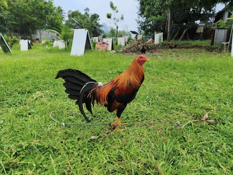 Photo 2 of 10 from AML Gamefarm's post