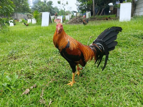 Photo 3 of 10 from AML Gamefarm's post