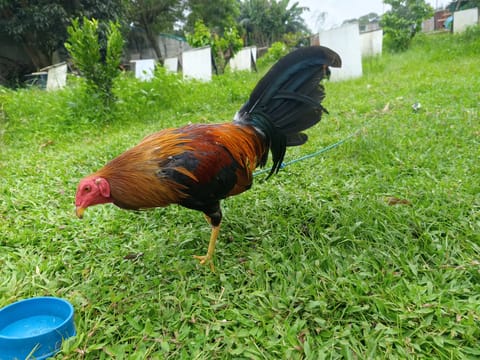 Photo 4 of 10 from AML Gamefarm's post
