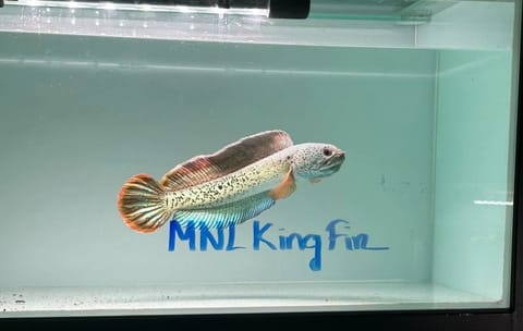 Video from MNL KingFins's post